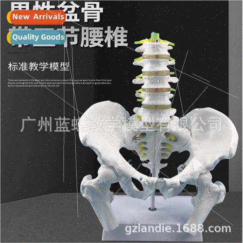 Five-lumbar spinal cord pelvic model lumbar spine Natural la