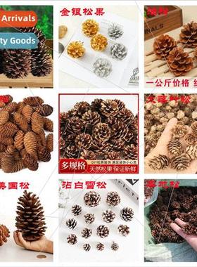 American Pine Oleander Pine Local Pine Spruce Pine Pine Flow