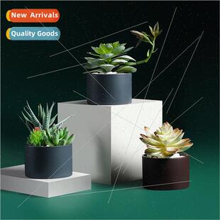 succulent simulation potted plants min mple desktop creative