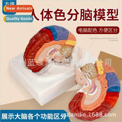Color human brain anatomical model brain arteries color divi