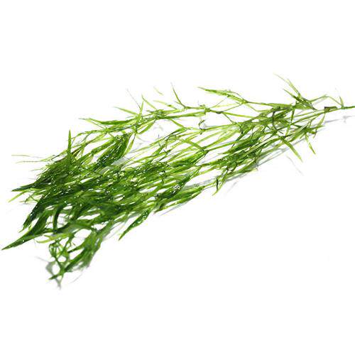 竹节草鱼缸水族箱造景观赏鱼虾躲避净化水质淡水新手易养阴性水草