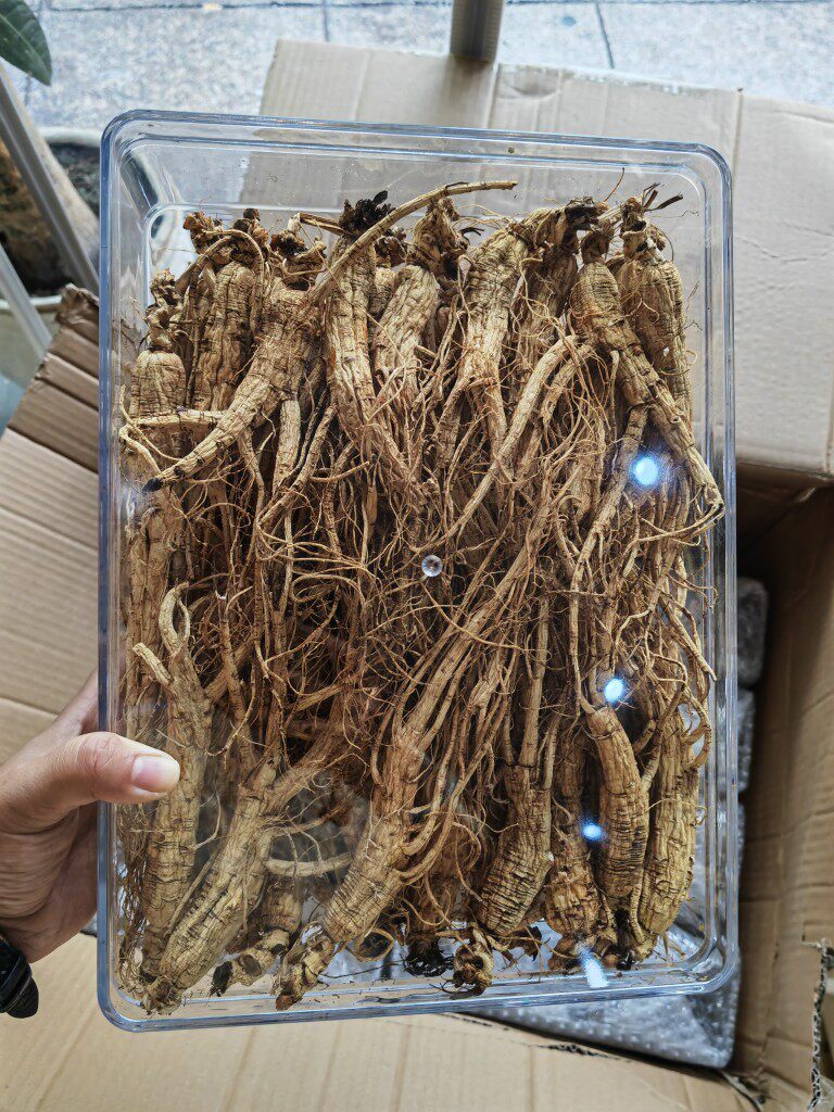 东北10年白参野山参移山参150克