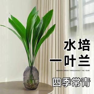 常青适合水养 网红一叶兰绿植水培绿植物四季 花懒人客厅摆件室内