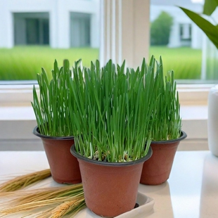 猫草四季新鲜小麦草盆栽猫咪猫零食麦种兔子龙猫荷兰猪去毛球成品