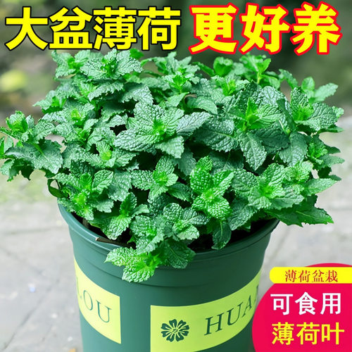 薄荷盆栽可食用新鲜叶家庭