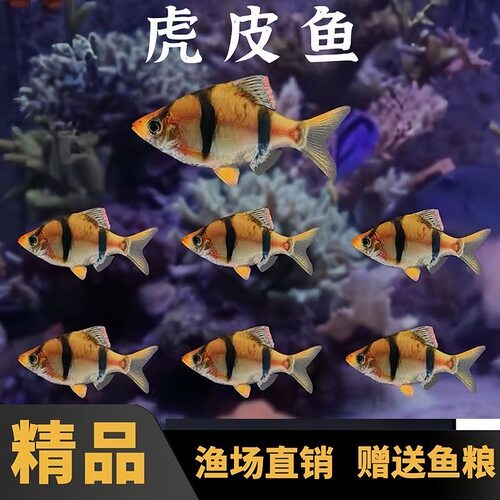 精品虎皮鱼黄金条纹活体易养