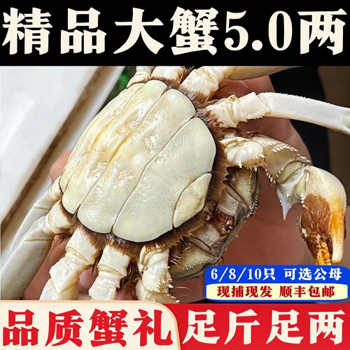 特大蟹6/8/10只公5两母4两