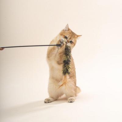 棒双色毛塑料逗羽猫跨境新款苏逗猫流棒猫咪自嗨互动玩具