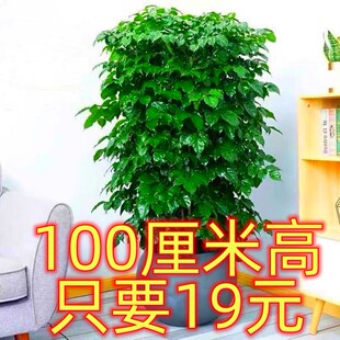 幸福树丛生独杆盆栽客厅大绿植室内办公室绿宝开业乔迁新家吸甲醛