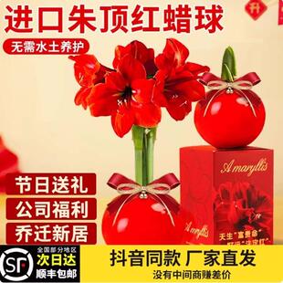 朱顶红蜡球好运封冬礼品开花蜡球客厅办公创意植物年宵花卉注定红