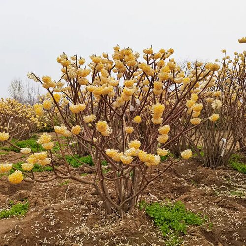 庭院绿化植物阳台盆栽结香花苗