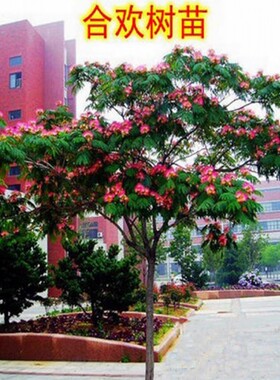 耐寒合欢花树苗芙蓉花苗