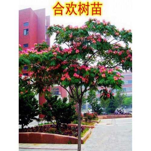 耐寒合欢花树苗芙蓉花苗