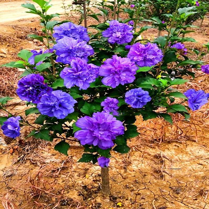 木槿花盆栽重瓣木槿棒棒糖花苗庭院绿化地栽风景树可食用木槿树苗