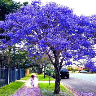 耐寒蓝花楹树苗珍贵名树庭院绿化苗木南北方种植观花凤凰花风景树