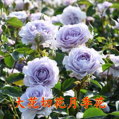 超新品霁色玫瑰月季花苗蓝紫色耐寒耐热浓香抗病勤花庭院阳台植物
