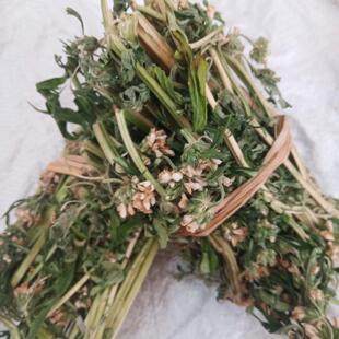 野汤益母草/母花臭艾/益草/益白益母草/益母草/益SMO母草/益母草/