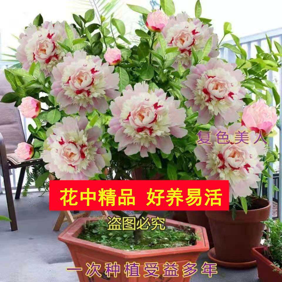 拍一送一十里香美人花浓香四季开花重瓣盆栽耐寒花卉耐活
