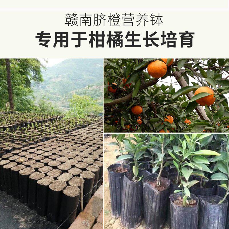 脐橙柑橘苗营养杯育苗杯一次性塑料育苗盆加高加厚方口细长营养钵