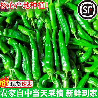 顺丰樟树微辣薄皮农家自种小青椒