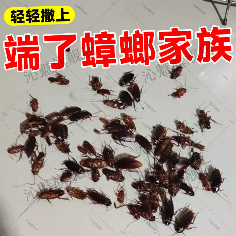 达豪蟑螂药家用诱饵剂诱杀偷油婆