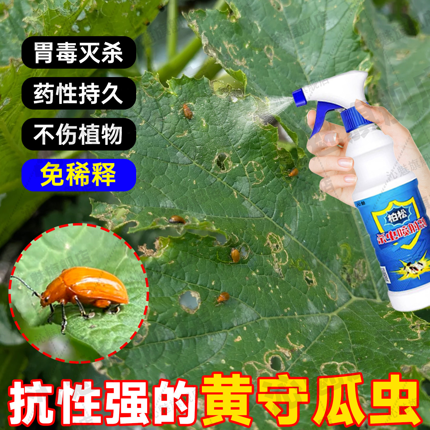 黄守瓜杀虫剂菜园南瓜丝瓜叶上黄足黄守瓜除虫专用非农药灭蚜虫jq