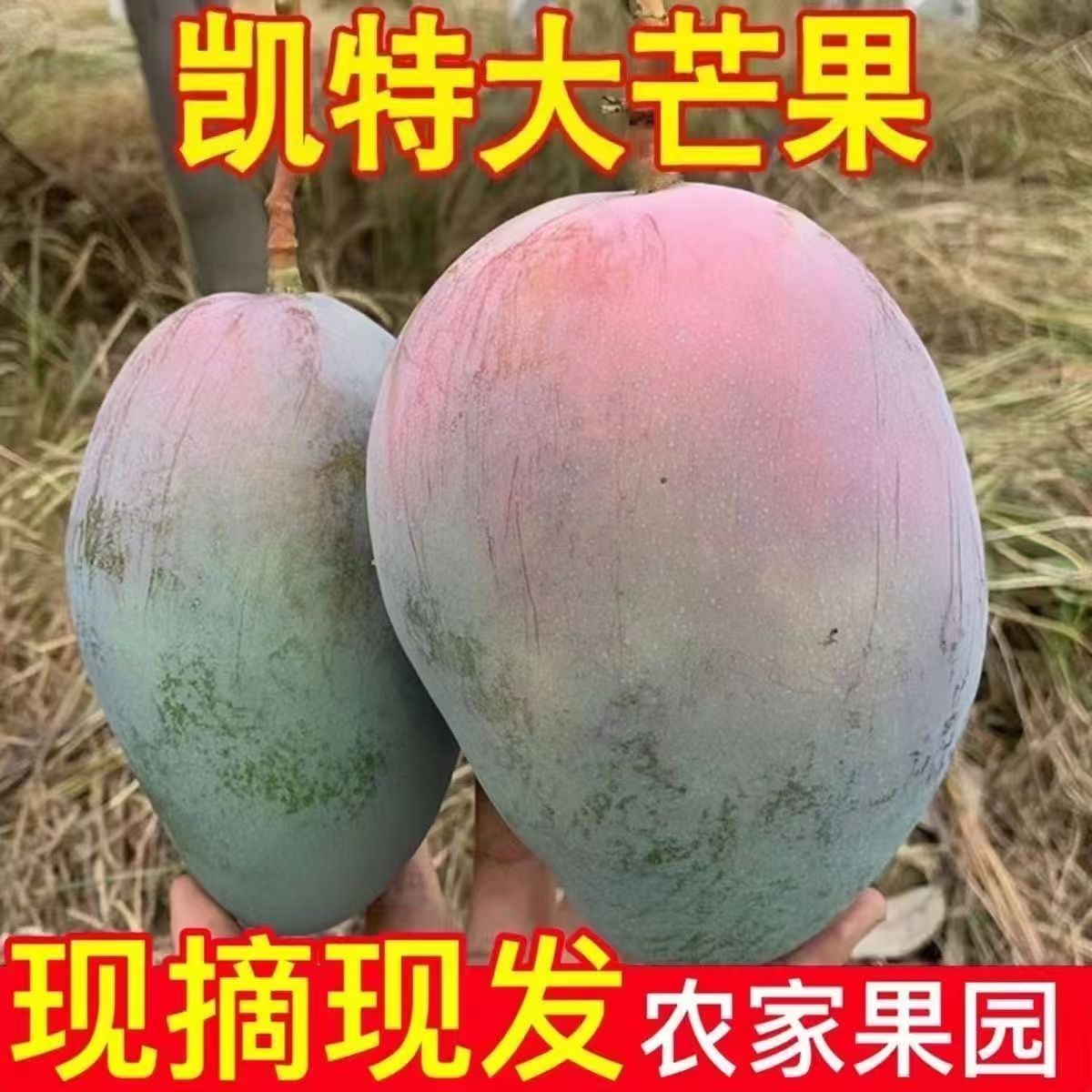 凯特芒果当季新鲜现摘特大芒果香甜芒果核小肉多大脸芒整箱包邮
