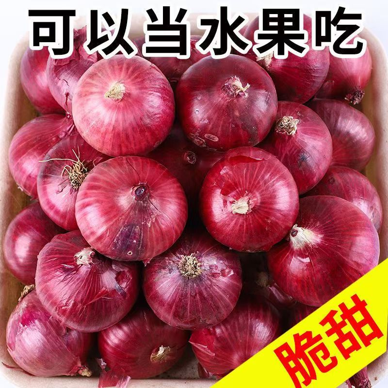 新鲜现挖 当季紫皮红洋葱深紫色生吃水果洋葱圆葱蔬菜批发包邮