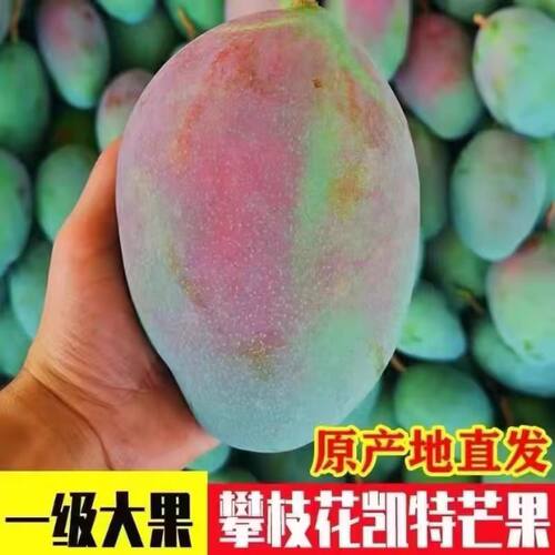正宗攀枝花凯特大甜芒果新鲜水果当季整箱现摘青皮大芒果产地直发