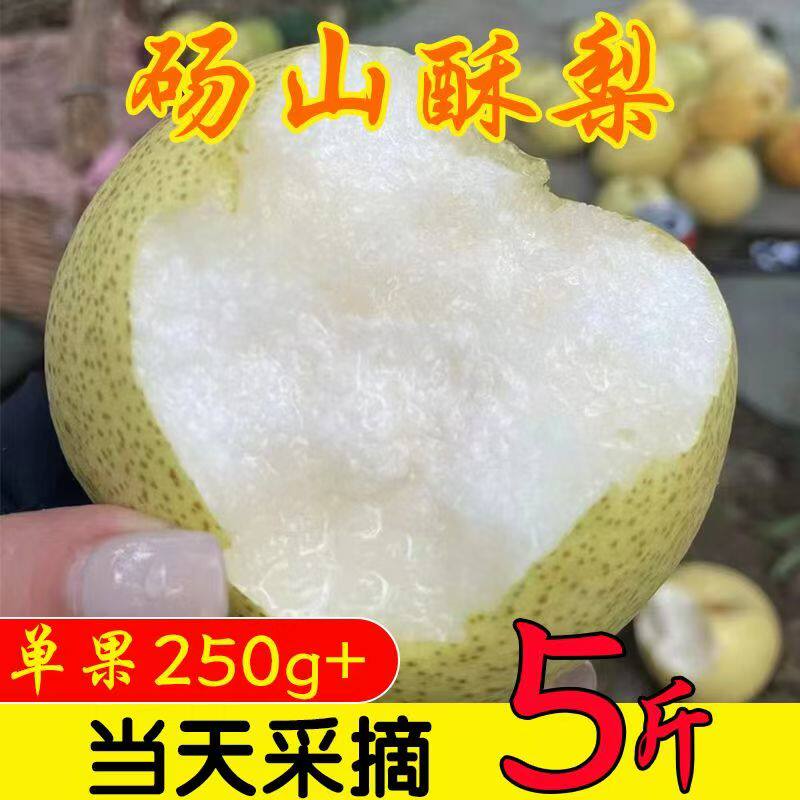 现摘砀山梨新鲜梨子水果梨应季现摘安徽特产汤山酥梨