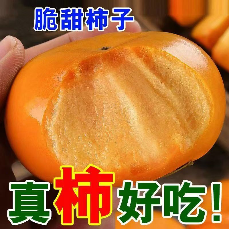 山西甜柿早熟新品种孕妇小孩时令新鲜正宗脆柿子包邮特价
