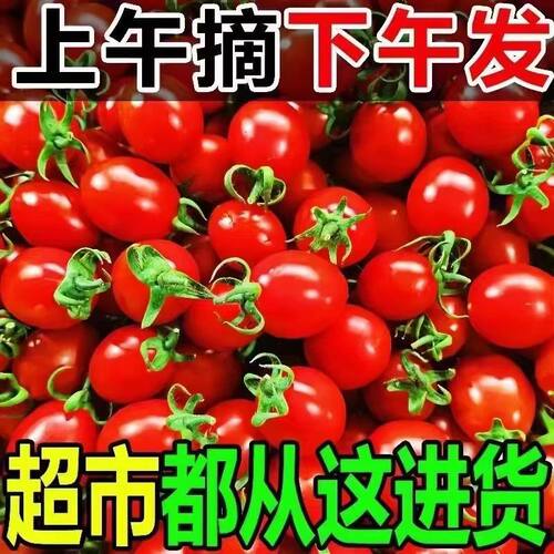 新鲜圣女果现摘新鲜爆汁孕妇可食用水果小番茄时令水果西红柿包邮