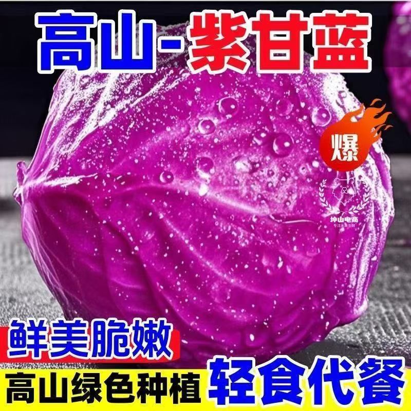 新鲜紫甘蓝现砍现发沙拉菜紫椰菜蔬菜紫包菜卷心菜生熟两吃菜整箱