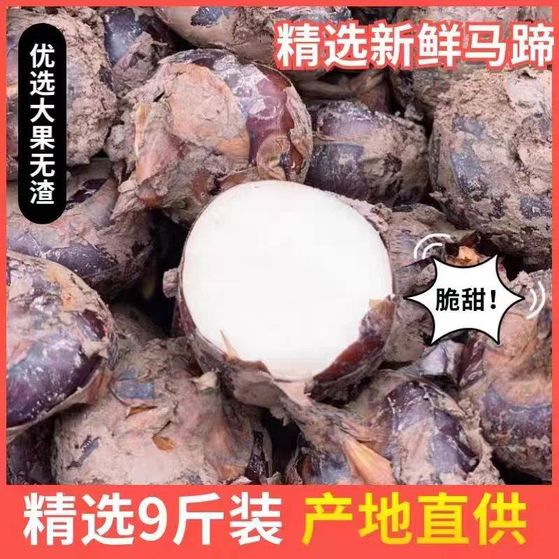 正宗荔浦马蹄 新鲜地梨蔬菜 现挖现发 清甜多汁红皮荸荠 脆甜无渣