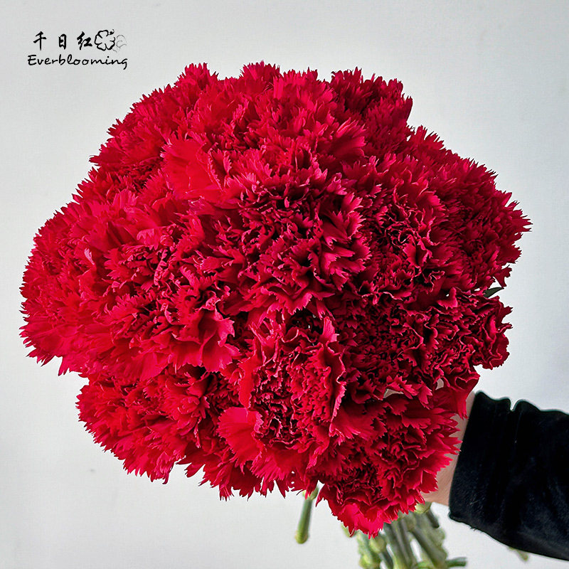 千日红 康乃馨单头粉色红色多色花期长母亲节鲜切花北京速递顺丰