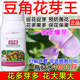 豆角促花催芽豆角花芽促长素催花保果叶面肥保花保果催花强制座果