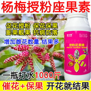 杨梅授粉座果精杨梅授粉药沾花素保花保果强制座果肥料防落果正品