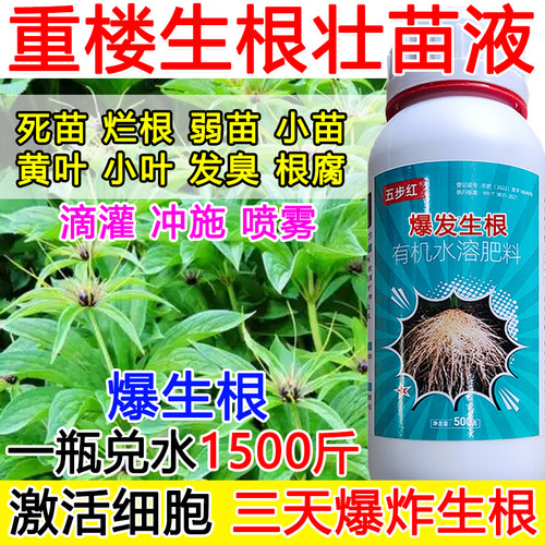 重楼生根液重楼生根剂生根肥料壮苗烂根植物生根壮苗剂正品小苗