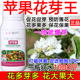苹果促花催芽苹果花芽促长素催花保果叶面肥保花保果催花强制座果