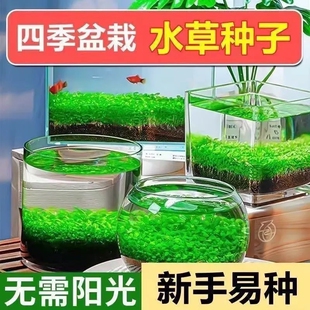 四季速成水草种子生态鱼缸专用玻璃瓶造景水培绿植大小对叶牛毛籽