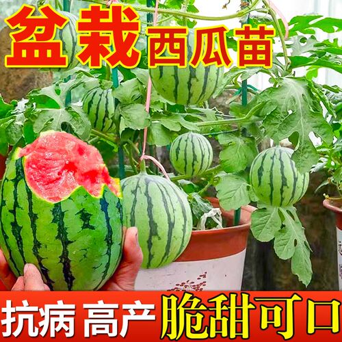 超甜阳台盆栽小西瓜苗秧薄皮四季