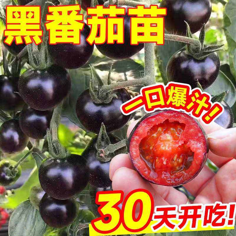 糖水黑番茄苗秧苗黑骑士阳台盆栽图片