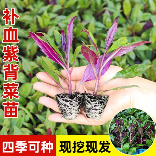 紫背菜苗紫背天葵种苗观音菜带土