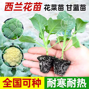 有机西兰花苗秧苗花椰菜苗青梗松花菜苗甘蓝苗西蓝花苔秋冬蔬菜苗