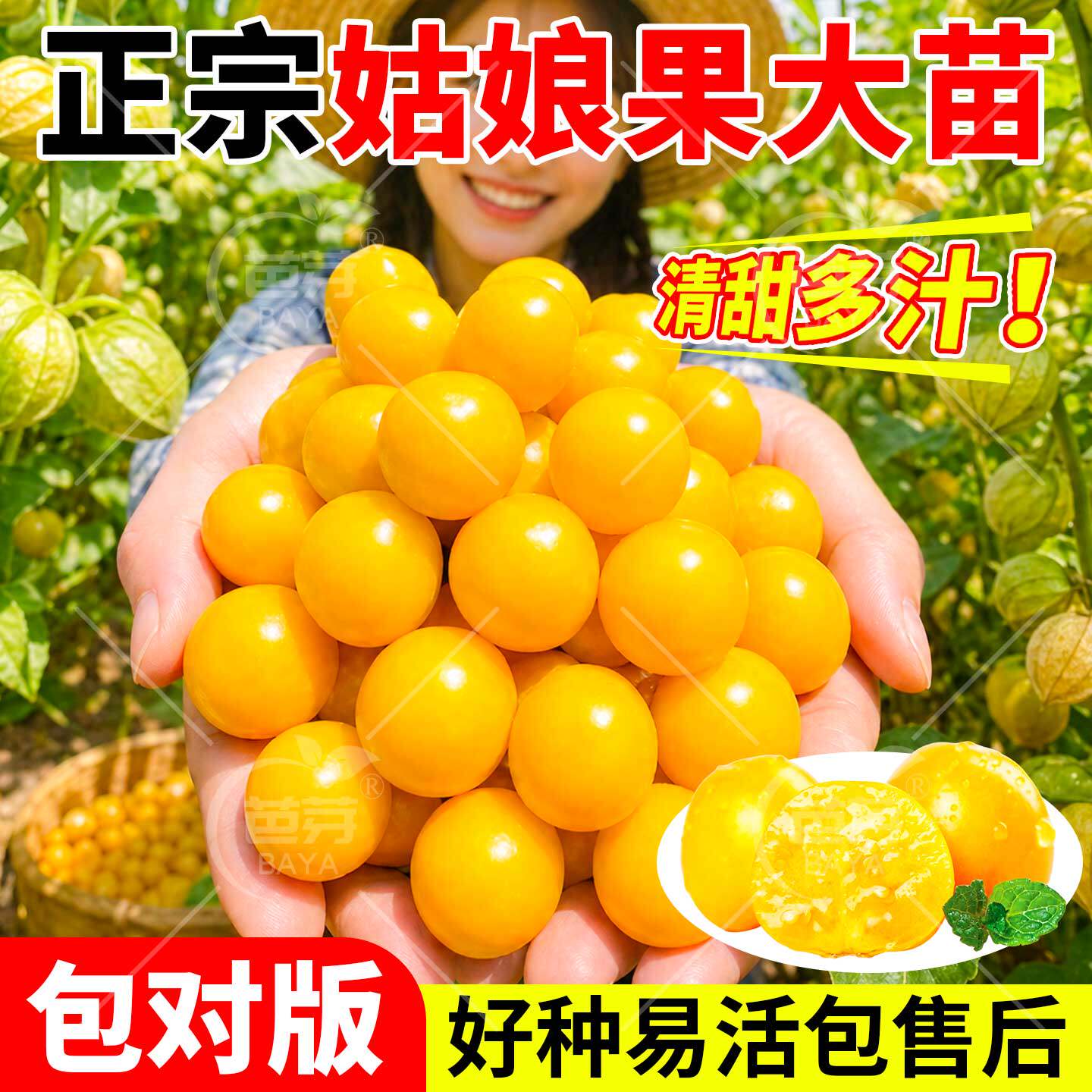 东北黄姑娘果秧苗树大果超甜紫红姑娘奇异水果秧苗盆栽春季蔬菜苗