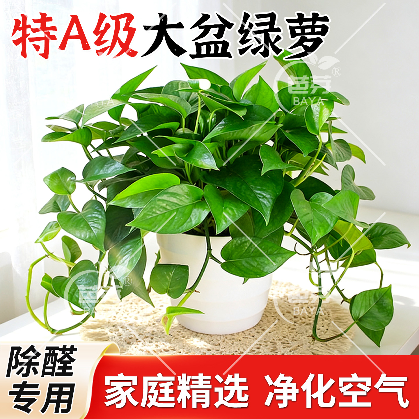 绿箩植物室内吸长藤甲醛大叶绿萝盆栽新房家用除四季绿植好养甲醛