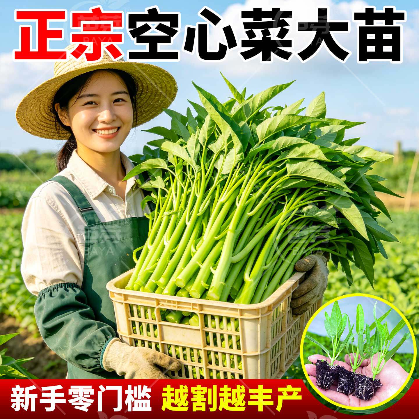 三叉空心菜苗带根老品种白梗大叶小柳叶江西空心菜种阳台春季菜苗