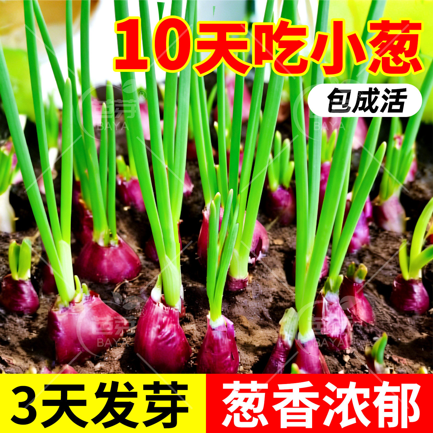 正宗四川红葱头种四季小香葱葱头当季新种火葱头阳台庭院高产耐寒