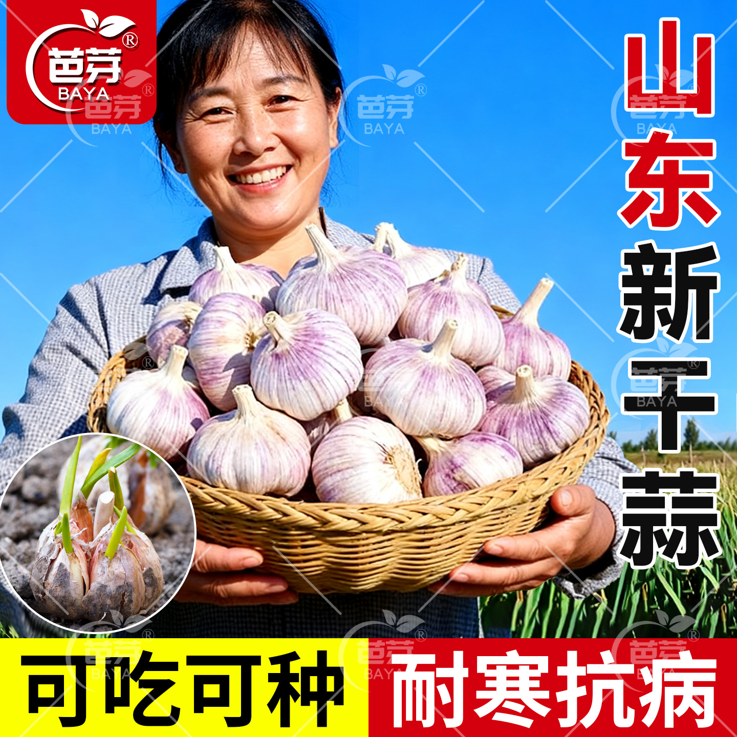 山东农家紫皮大蒜头可吃可种高产