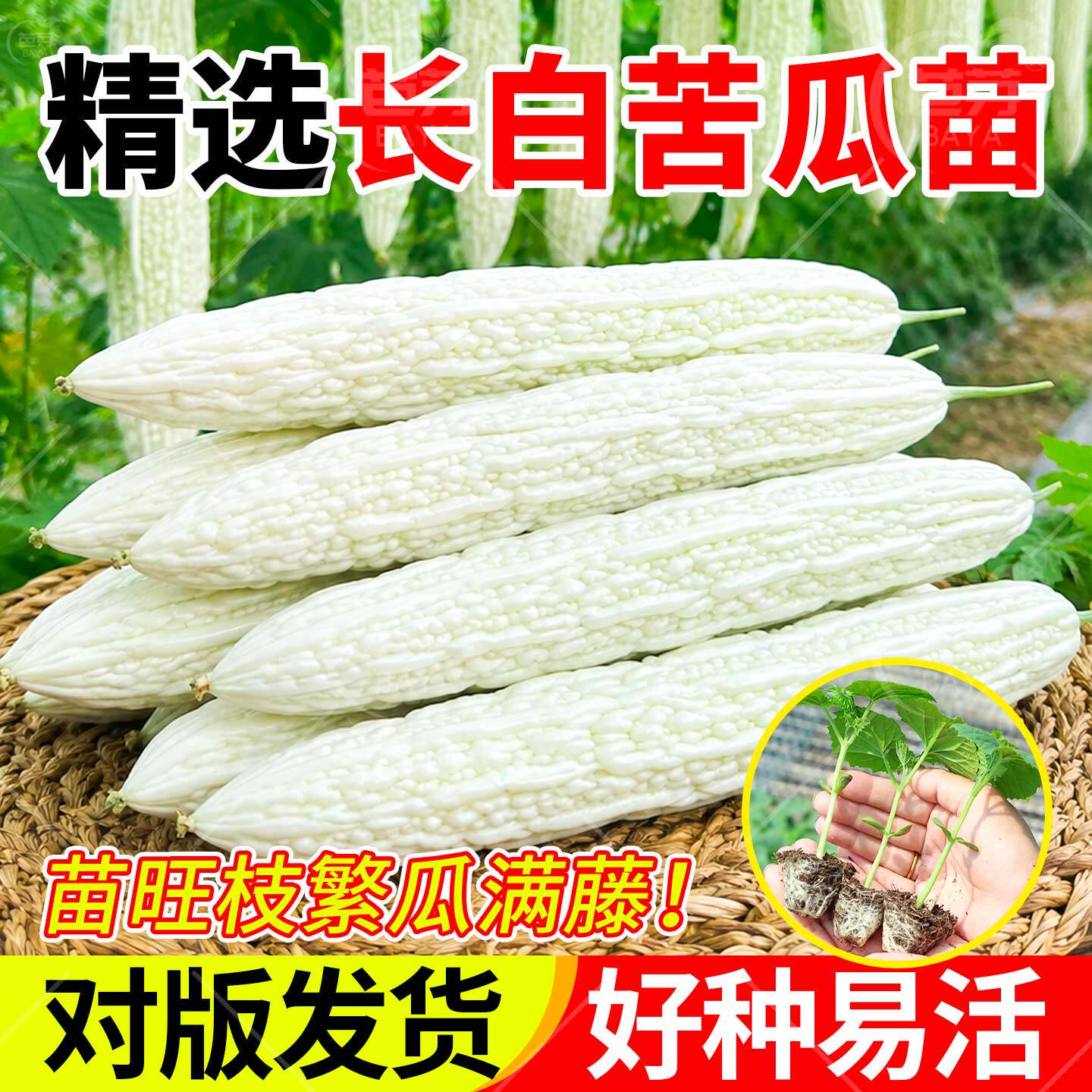 老品种白长苦瓜苗秧苗带土苹果疙瘩绿苦瓜苗带土盆栽四季蔬菜苗
